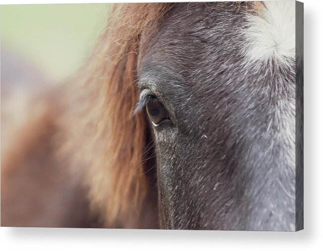 Horse Acrylic Print featuring the photograph Into the Soul by Holly Ross