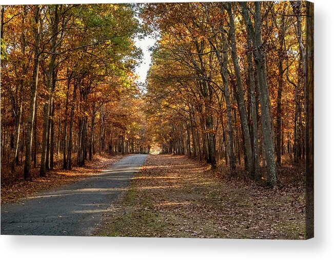 Autumn Acrylic Print featuring the photograph Into The Woods by Cathy Kovarik