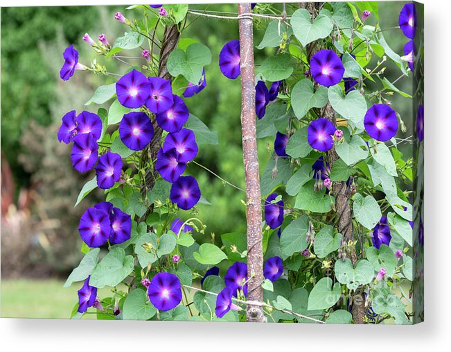Ipomoea Acrylic Print featuring the photograph Ipomoea Purpurea Kniola's Black Flowers by Tim Gainey
