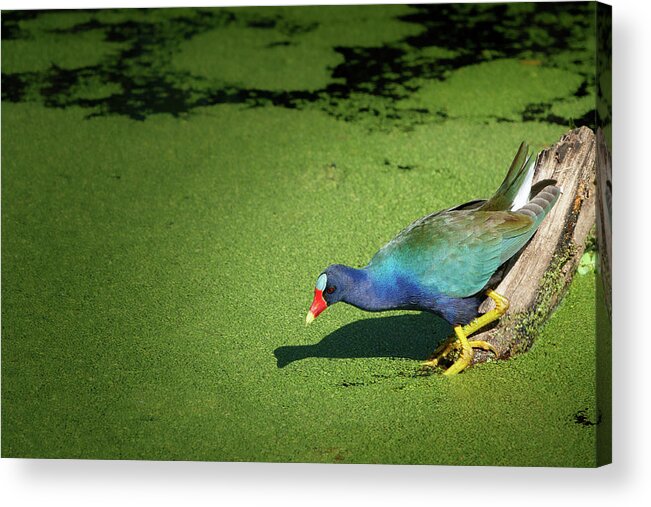 Duckweed Acrylic Print featuring the photograph Iridescent Color by Robert Carter