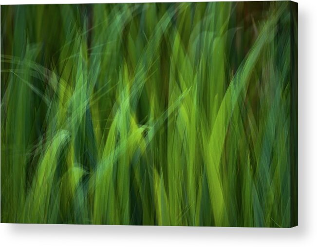 Abstract Acrylic Print featuring the photograph Iris Leaf Blades by Alexander Kunz