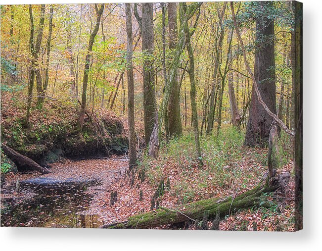 Island Creek Acrylic Print featuring the photograph Island Creek Trail - November 2021 by Bob Decker