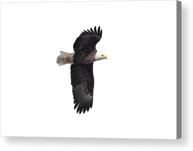  Acrylic Print featuring the photograph Isolated Bald Eagle 2019-7 by Thomas Young