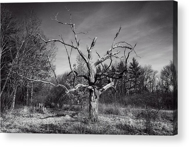 Tree Acrylic Print featuring the photograph Jackson Oak 1, UW Arboretum - Madison - WI by Steven Ralser