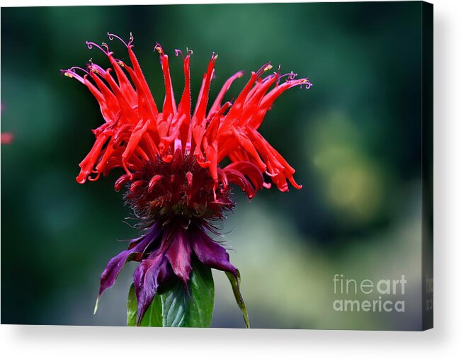 Floral Acrylic Print featuring the photograph Jacob Cline Beebalm by Diana Mary Sharpton