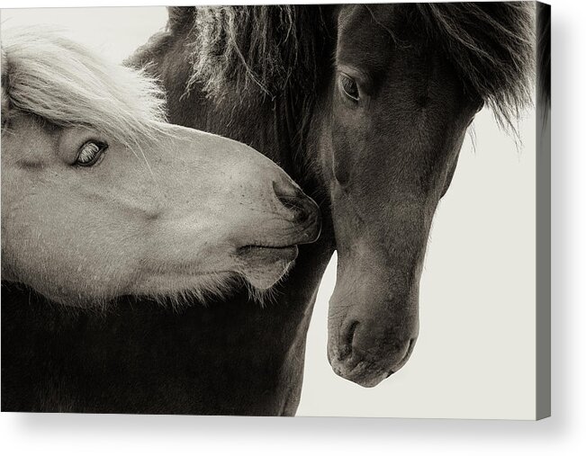 Photographs Acrylic Print featuring the photograph J'adore II - Horse Art by Lisa Saint