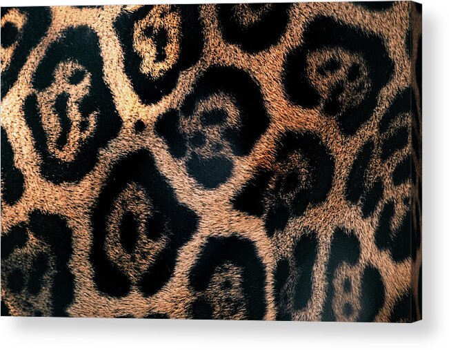 Spot Acrylic Print featuring the photograph Jaguar Spots by Bonny Puckett