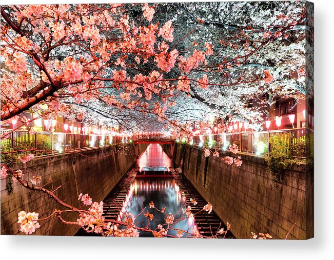 Japan Acrylic Print featuring the photograph Japan Rising Sun Collection - Meguro River Cherry Blossom I V by Philippe HUGONNARD