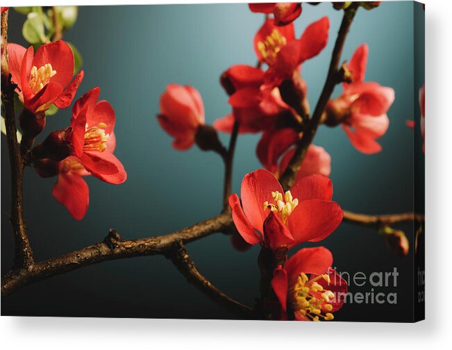 Pink Acrylic Print featuring the photograph Japanese flower on blue background closeup by Jelena Jovanovic