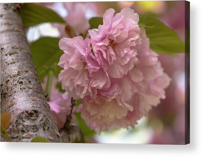 Flower Acrylic Print featuring the photograph Japanese Flowering Cherry 2 by Dawn Cavalieri