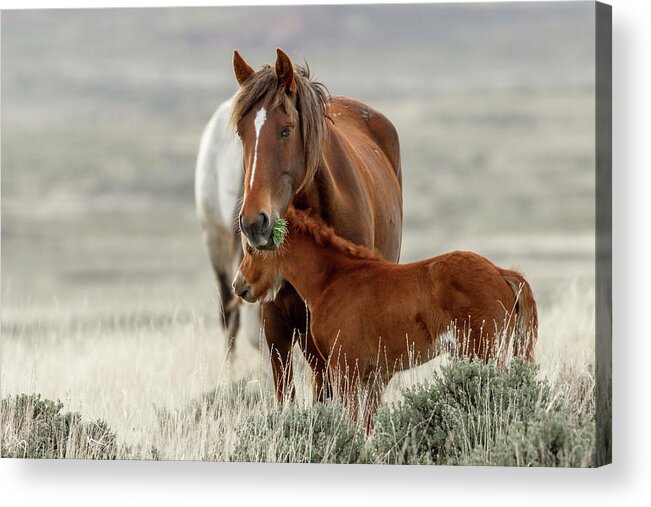 Horses Acrylic Print featuring the photograph Jenks and Daughter by Ronnie And Frances Howard