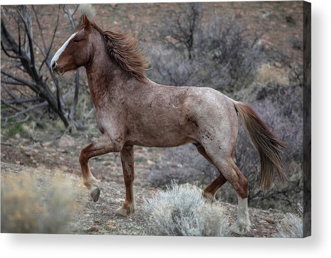  Acrylic Print featuring the photograph Jt__0094 by John T Humphrey