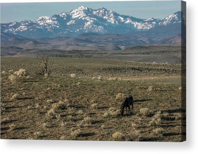 Carson Valley Blue Acrylic Print featuring the photograph Jt__3482 by John T Humphrey