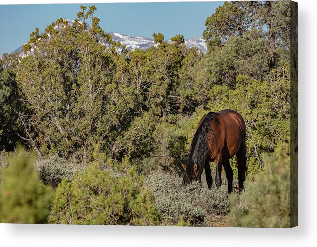  Acrylic Print featuring the photograph Jt__5965 by John T Humphrey