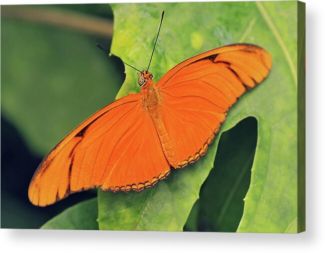 Butterfly Acrylic Print featuring the photograph Julia by Maria Meester