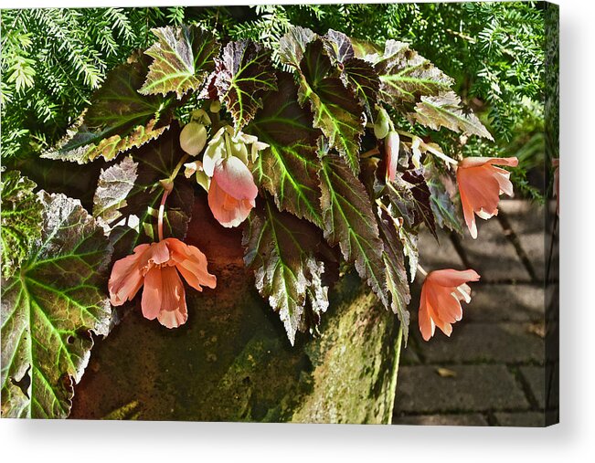 Begonia Acrylic Print featuring the photograph July Garden Visit Orange Begonia by Janis Senungetuk