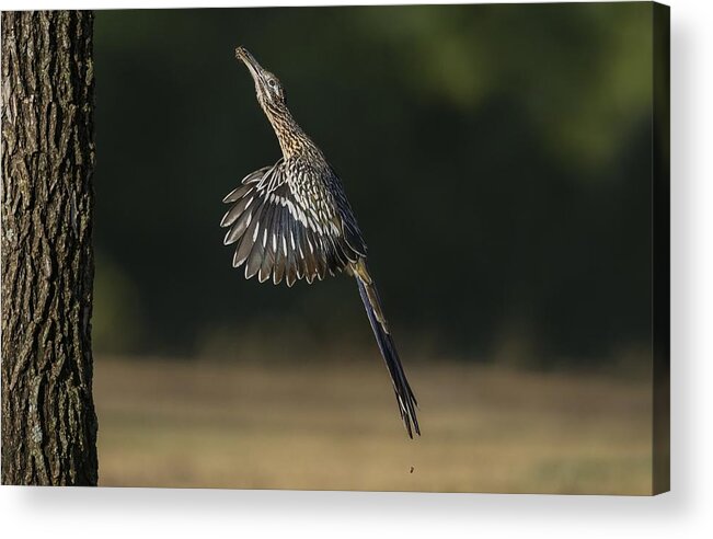 Greater Roadrunner Acrylic Print featuring the photograph Jumping to Feed by Puttaswamy Ravishankar