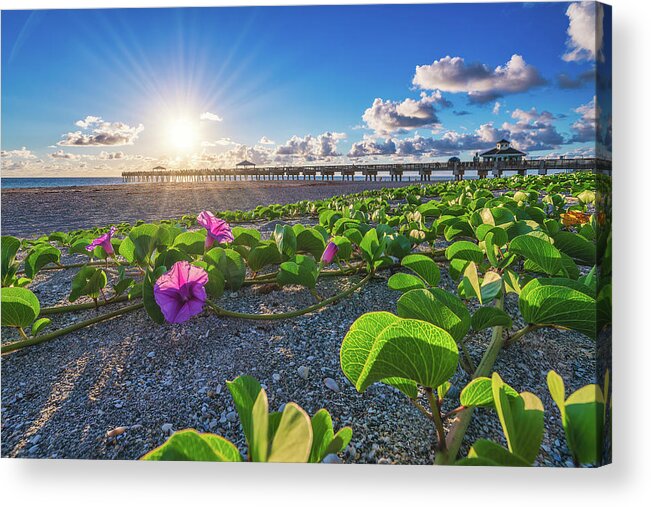 Juno Beach Pier Acrylic Print featuring the photograph Juno Beach Pier Morning Glory Flower by Kim Seng