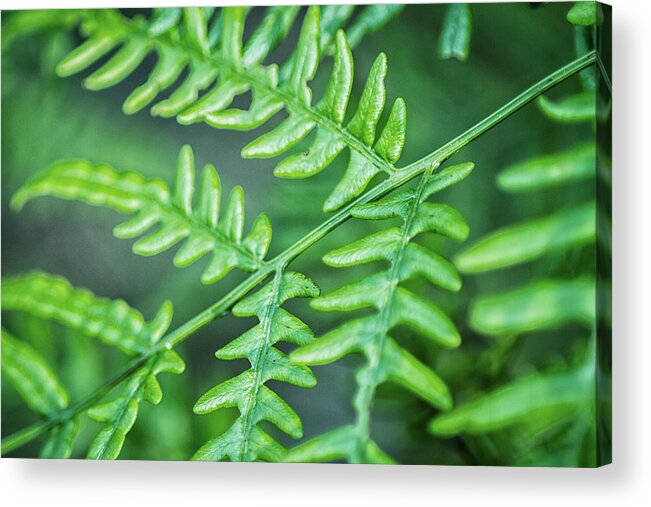 Fern Acrylic Print featuring the photograph Just a Closeup of a Wild Fern by Bob Decker