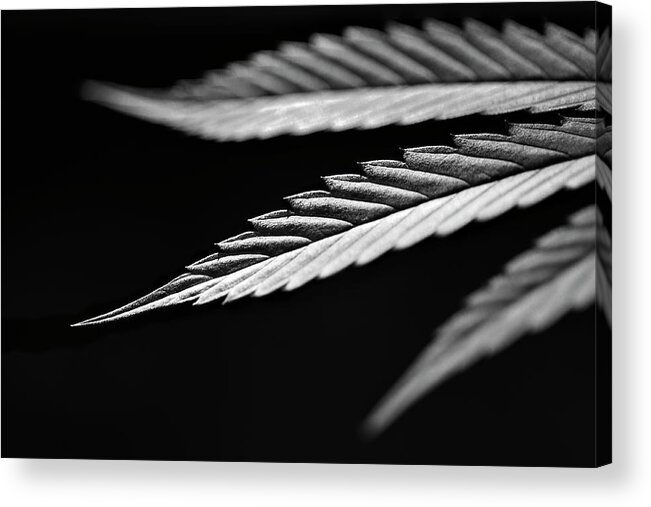 Cannabis Leaf Acrylic Print featuring the photograph Just A Touch of Cannabis by Luke Moore