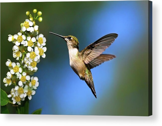 Hummingbird Acrylic Print featuring the photograph Just Looking by Christina Rollo