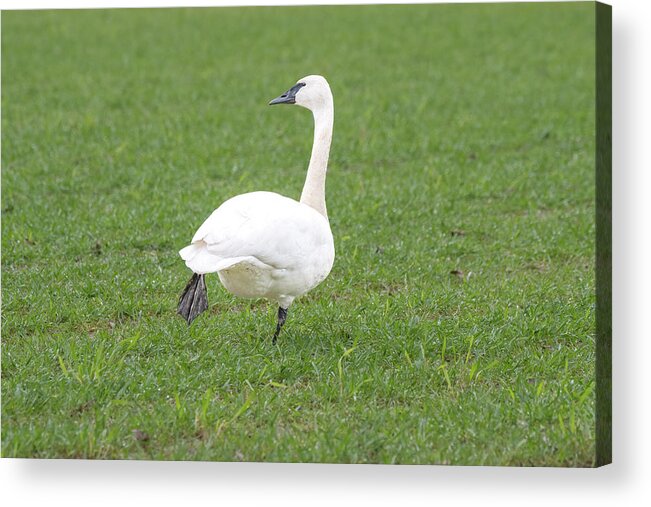 Swan Acrylic Print featuring the photograph Just Stretching by Jerry Cahill