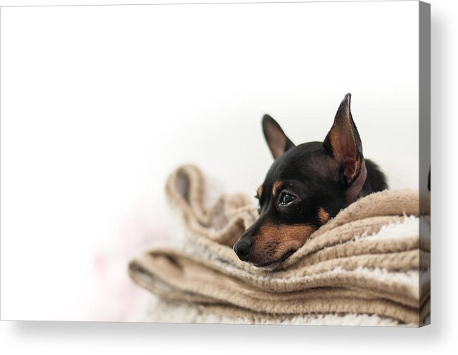 White Background Acrylic Print featuring the photograph Just Tired by photography by Jani Pesonen