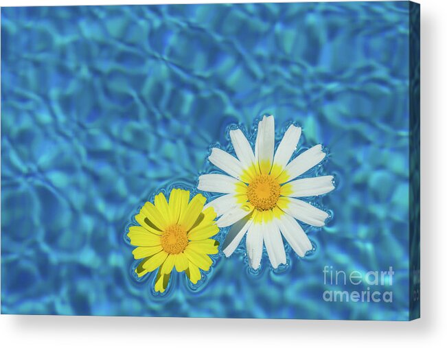 Daisies Acrylic Print featuring the photograph Keep your sunny days by the pool by Adriana Mueller