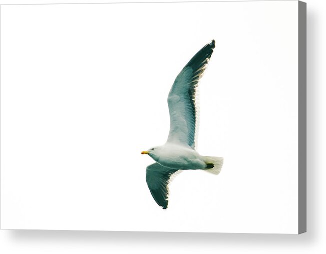 03feb20 Acrylic Print featuring the photograph Kelp Gull In Flight by Jeff at JSJ Photography