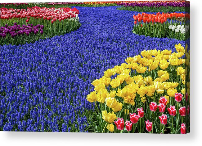 Europe Acrylic Print featuring the photograph Keukenhof Gardens Tulips and Hyacinth River by Jim Miller
