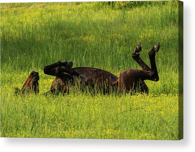 Great Smoky Mountains National Park Acrylic Print featuring the photograph Kick Up Your Feet by Melissa Southern