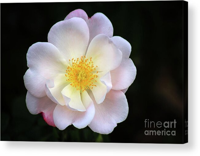 White Rose Acrylic Print featuring the photograph Be Kind by Karen Adams