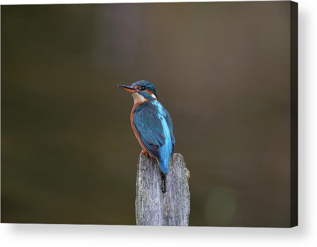 Kingfisher Acrylic Print featuring the photograph Kingfisher Looks Back by Pete Walkden