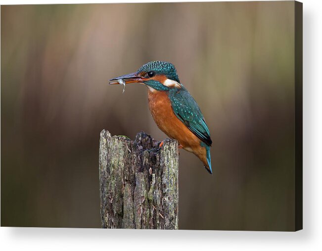 Kingfisher Acrylic Print featuring the photograph Kingfisher With Fish by Pete Walkden