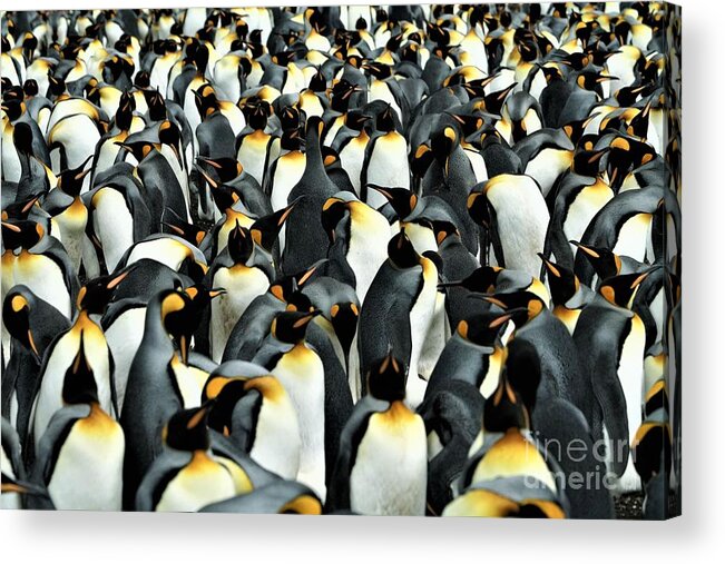 Penguins Acrylic Print featuring the photograph Kings of the Falklands by Darcy Dietrich