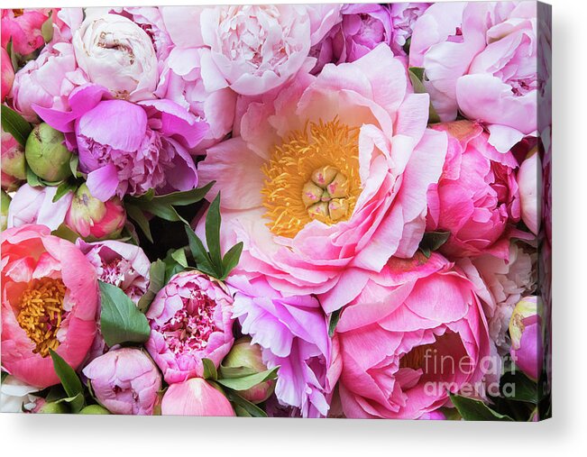 Peonies Acrylic Print featuring the photograph Kissed by Spring by Marilyn Cornwell