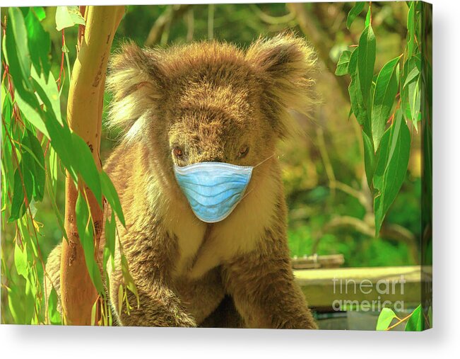 Covid 19 Australia Acrylic Print featuring the photograph Koala With Surgical Mask by Benny Marty