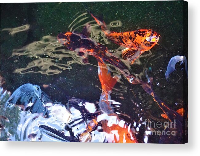 Koi Acrylic Print featuring the photograph Koi Fish in a Pond III by Jimmy Clark