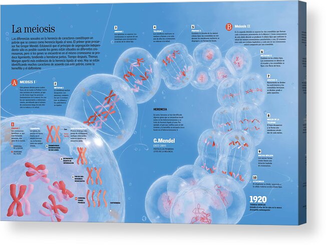 Ciencia Acrylic Print featuring the digital art La meiosis by Album