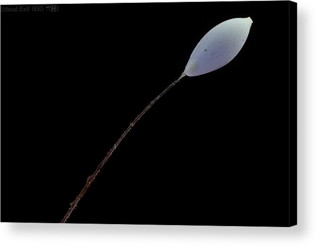 Lacewing Larva Acrylic Print featuring the photograph Lacewing Egg on Stalk by Paul Bertner