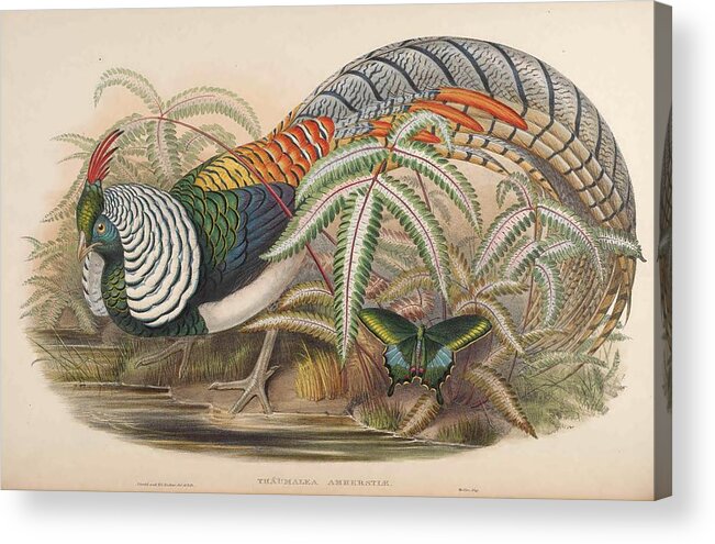 John Acrylic Print featuring the mixed media Lady Amherst's Pheasant by World Art Collective