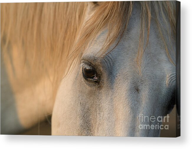 Horse Acrylic Print featuring the photograph Lady by Lisa Manifold