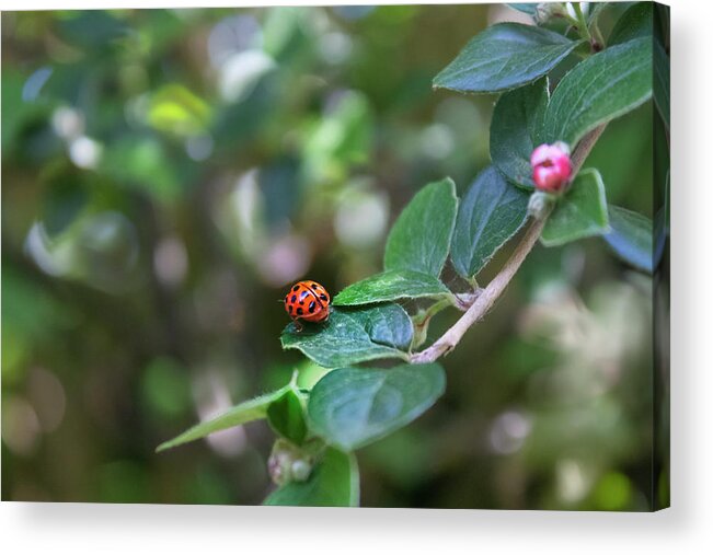 Ladybug Acrylic Print featuring the photograph Ladybug by MPhotographer