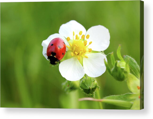 Ladybug Acrylic Print featuring the photograph Ladybug On White Flower Macro by Mikhail Kokhanchikov