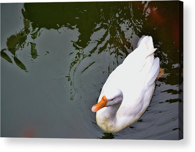 Bird Acrylic Print featuring the photograph Lake White by Jamart Photography