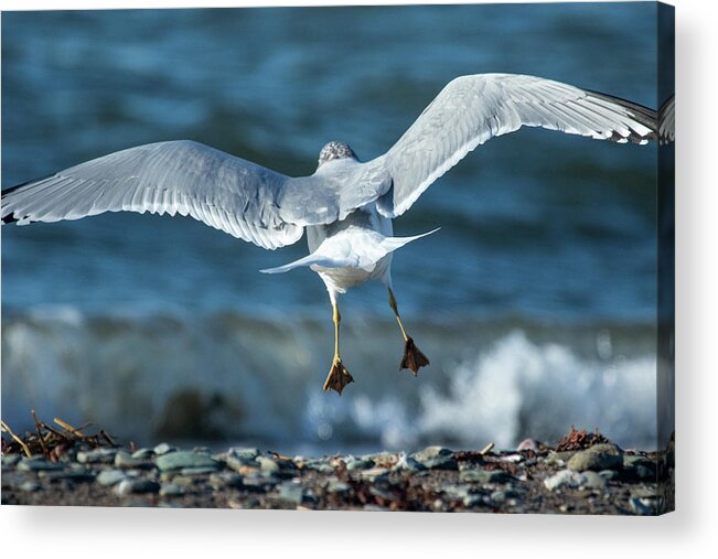 Gull Acrylic Print featuring the photograph Landing At The Beach by Karol Livote