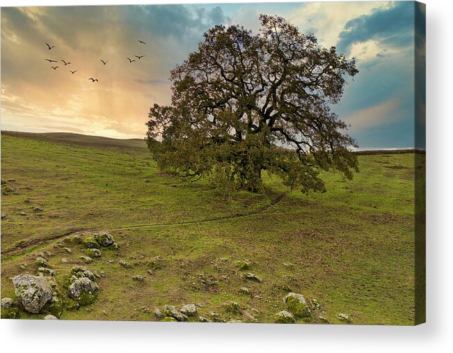 California Acrylic Print featuring the photograph Large oak tree at sunset by Michele Cornelius