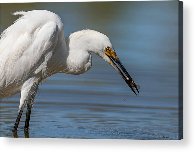 Snowy Egret Acrylic Print featuring the photograph Last Drop of Life. by Paul Martin