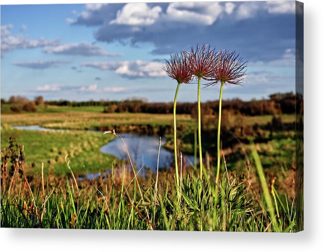 Prairie Crocus Acrylic Print featuring the photograph Late Bloomers - 2 of 3 - Prairie Crocus on coulee pasture hilltop after blooming by Peter Herman