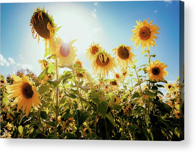 Sunflowers Acrylic Print featuring the photograph Laughter of Sunflowers by Ada Weyland
